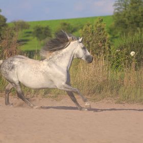 Harmony Tiere 01