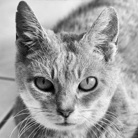 Harmony Tiere 02