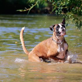 Harmony Tiere 03