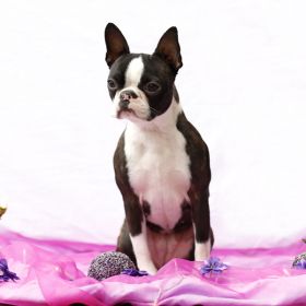 Harmony Tiere 05