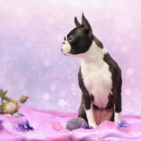 Harmony Tiere 06