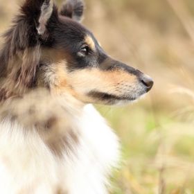 Harmony Tiere 10