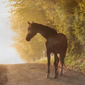 Harmony Tiere 11